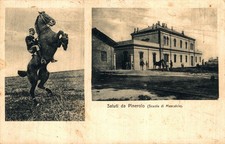 mascalcia usato mascalcia usato  Stella