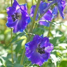 Delphinium plants blue for sale  PAIGNTON