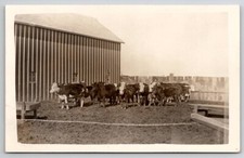 Rppc heard cattle for sale  Scotland