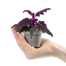 Baby purple velvet for sale  UK