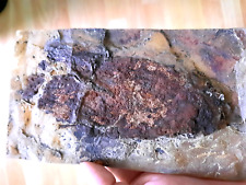 Grube messel rarität gebraucht kaufen  Deutschland