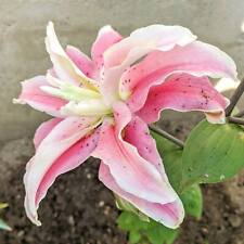 Easy grow lilium for sale  Milwaukee