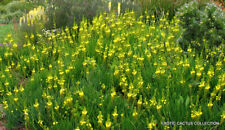 Bushy bulbine abyssinica for sale  Shipping to United Kingdom