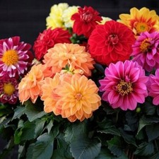 Dahlien knollen pompone gebraucht kaufen  Guben