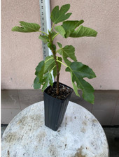 Malta black fig for sale  Fresh Meadows