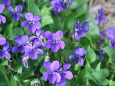 Plants wild violet for sale  Newark