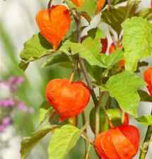 Physalis alkekengi franchetii for sale  MARCH