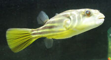 Small fahaka puffer for sale  Marysville