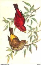 Animaux oiseaux haematospiza d'occasion  Fruges