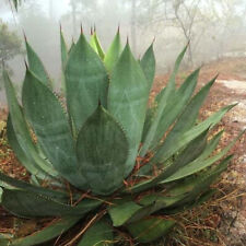 Agave maximiliana seeds for sale  GODALMING