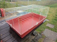 Indoor rabbit guinea for sale  BURY ST. EDMUNDS