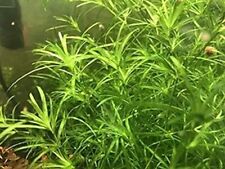 Najas guadalupensis guppy d'occasion  Krautergersheim