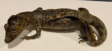 baby alligator for sale baby alligator for sale Camp Hill