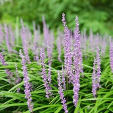 Liriope muscari ingwersen for sale  Decatur
