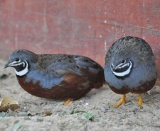 Chinese button quail for sale  NEWRY
