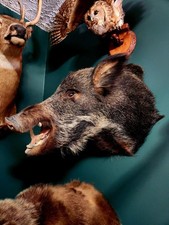 Wild boar pig for sale  Smyrna