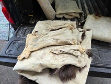 taxidermy capes for sale  Kalispell
