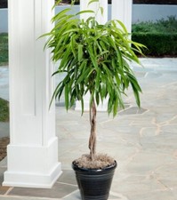 Ficus alii large for sale  Miami