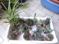 piante grasse succulente usato  Civitanova Marche