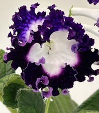 Streptocarpus plant pegasus for sale  Summerville