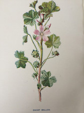 Antique botanical print for sale  TORRINGTON