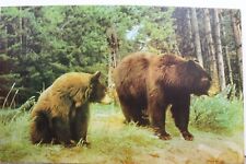 Animal brown bear for sale  Wilmington