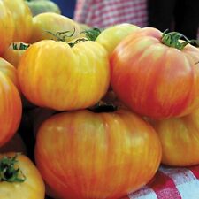 Tomato copia tomato d'occasion  Expédié en Belgium