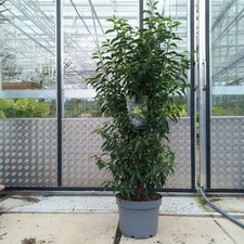 Portuguese laurel prunus for sale  LANCASTER