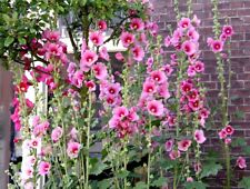 200 graines roses d'occasion  Moreuil