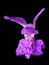 Dactylorhiza maculata gefleckt gebraucht kaufen  Feucht