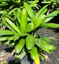 Rhapis excelsa var for sale  Boca Raton