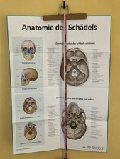 Schädel anatomie plakat gebraucht kaufen  Michendorf