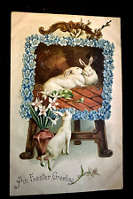 Cute bunny rabbits for sale  Saint Augustine