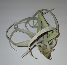 Tillandsia vicky jane for sale  Jacksonville