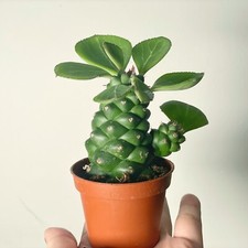 Euphorbia monadenium ritchiei for sale  WALSALL