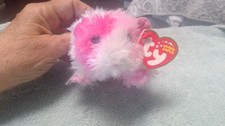 Pinky pink guinea for sale  North Fort Myers