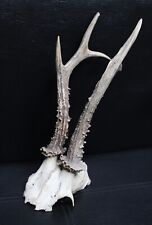 Crâne chevreuil taxidermie d'occasion  Grenoble-