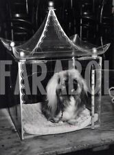 Vintage animali cane usato  Roma