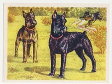 Zwergschnauzer schnauzer ature d'occasion  Expédié en France