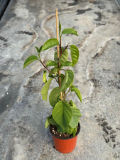 Pianta passiflora quadrangular usato  Terlizzi