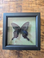 Framed taxidermy butterfly. for sale  BURY ST. EDMUNDS