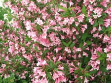 Liebliche weigelie weigela gebraucht kaufen  Tauberbischofsheim