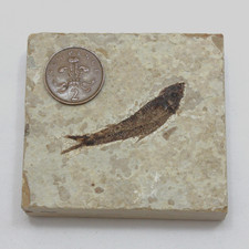 Fossil fish knightia for sale  WINCHESTER