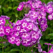 Garden phlox laura for sale  Milford