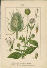 Lithographie hirtenstab dipsac gebraucht kaufen  Sibbesse