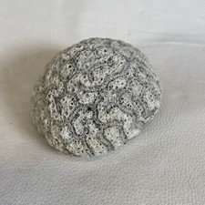 Natural brain coral for sale  Chanhassen