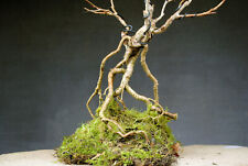 Bonsai outdoor hardy for sale  Shipping to Ireland