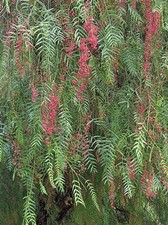 Schinus molle california for sale  San Francisco