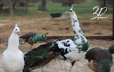 Pre sale peafowl for sale  Poolville