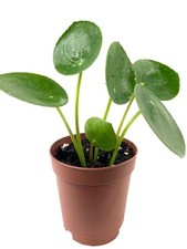 Chinese money plant for sale  USA